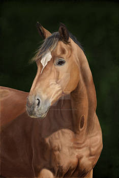 Horse Portrait