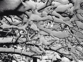 BW Snow