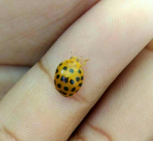 golden ladybug by Jvixf on DeviantArt