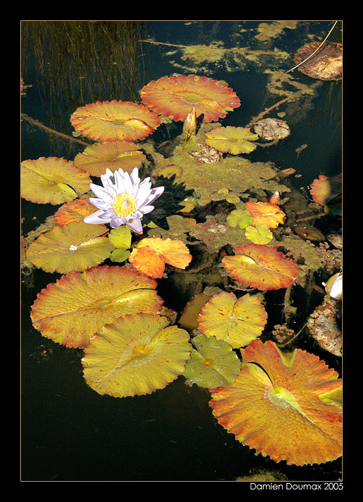 Autumn Bloom