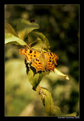 Autumn Butterfly