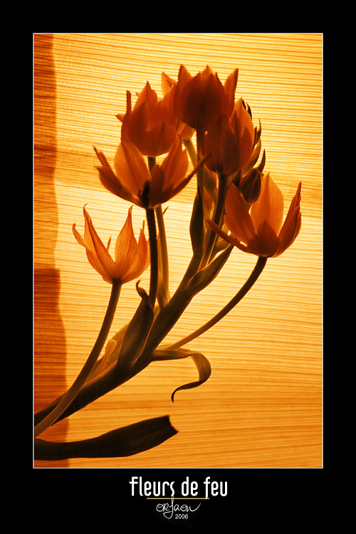 Fire flowers