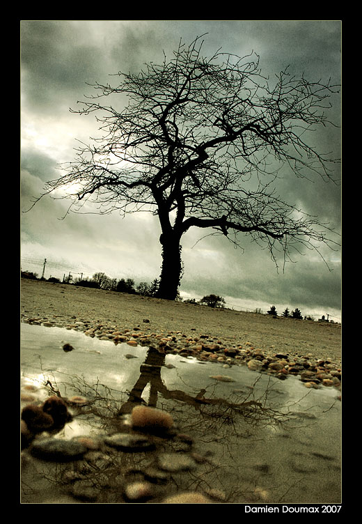 Forgotten tree