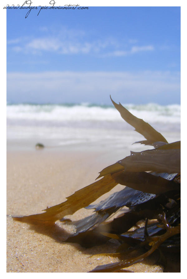 From The Briny Deep by Badger Pie on DeviantArt