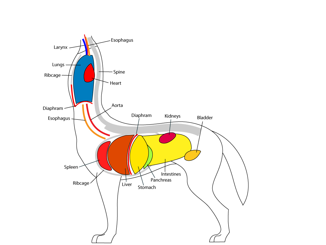 Taur Anatomy pt 1.