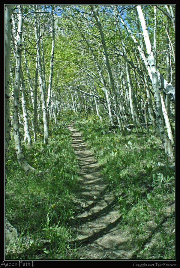 Aspen Path II by Lesstraveledphotos on DeviantArt