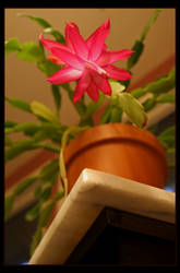 Christmas Cactus