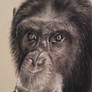 chimpanzee charcoal drawing