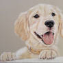 pastel drawing retriever pup