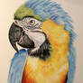 pastel drawing. Macaw parrot