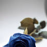 Blue Rose