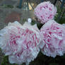 Peonies in bloom