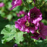 Sweet Purple Mallow