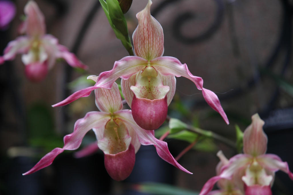 Pink Orchids