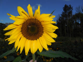 I'm Just as Happy as a Big Sunflower