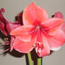 Birthday Amaryllis