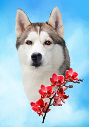 Pet Portrait Siberian Husky Indy