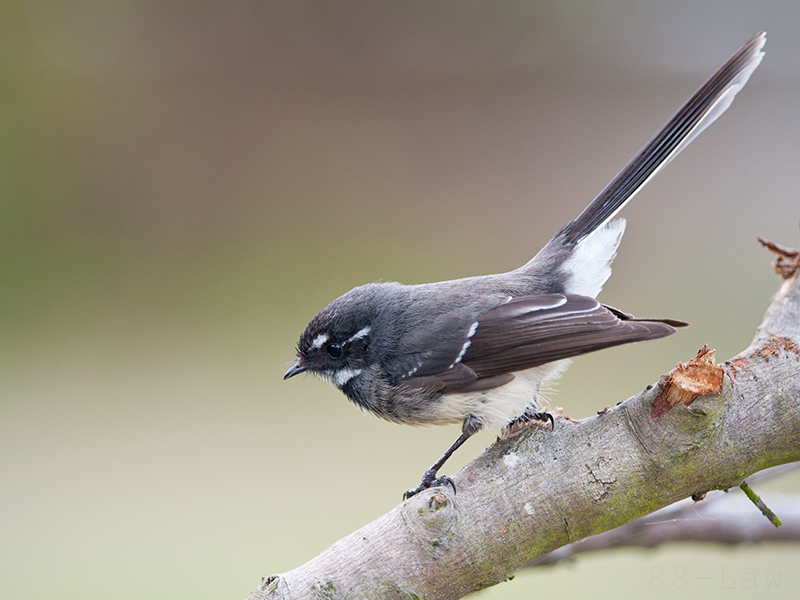 Grey Fantail