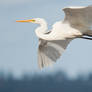 Cruising Egret