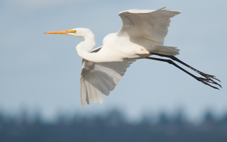 Cruising Egret