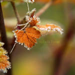 Fire leaves by little-billie