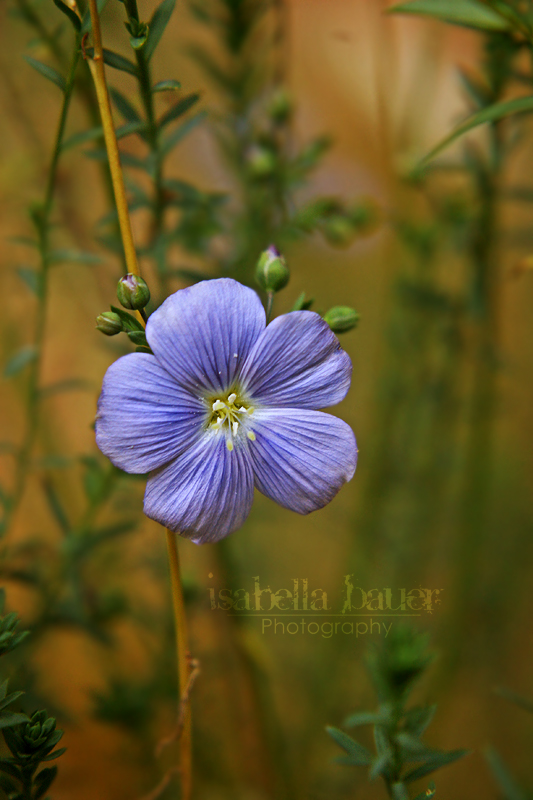 Corny Flower