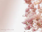 Cherry Blossom by snawmana