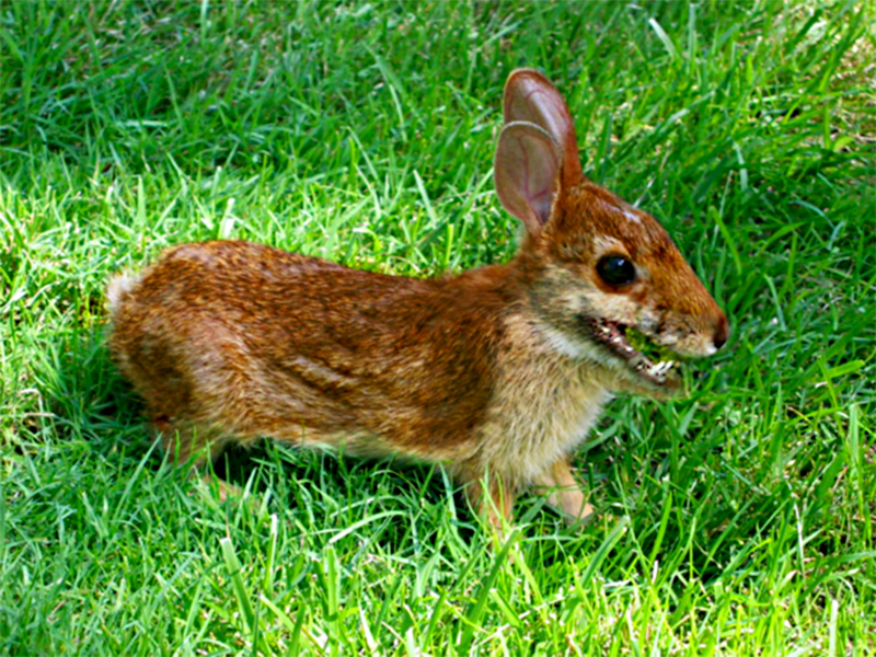 Scary Nature-Rabbit