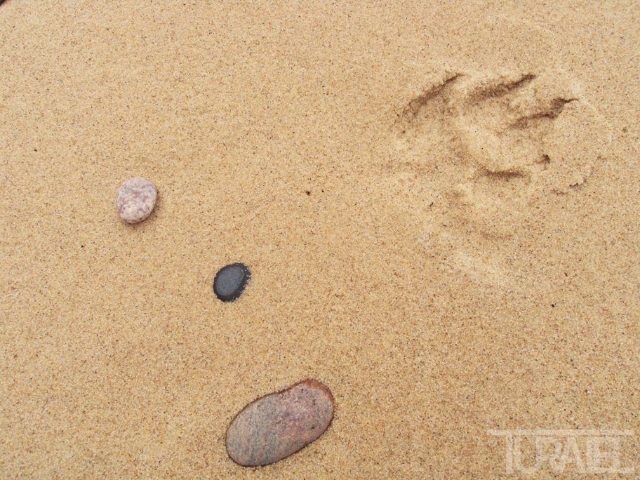 Paw Print in the Sand