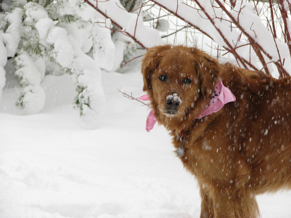 Pup in the Snow