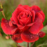 r Rose