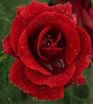 r Rose7 by 7usaM