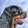 Rottweiler Commission