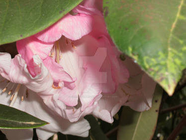 Pink and White Flowers