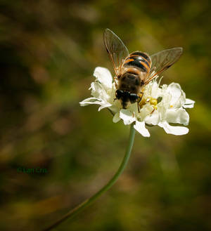 Working bee by sistersinnister