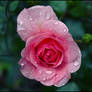 Pink rose