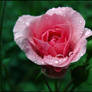 Pink rose II