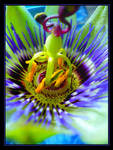 Passion Flower by mjharps