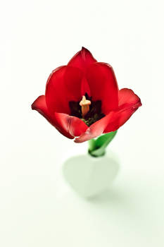 Red Tulip