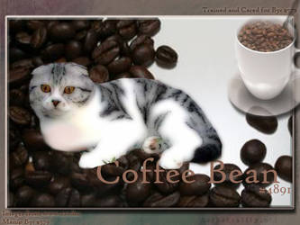 'Coffee Bean'