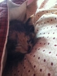 Kitten Sleeping in the Pillows