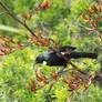 native bird ...tui 3