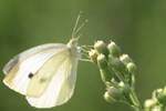 White Butterfly by viciousse