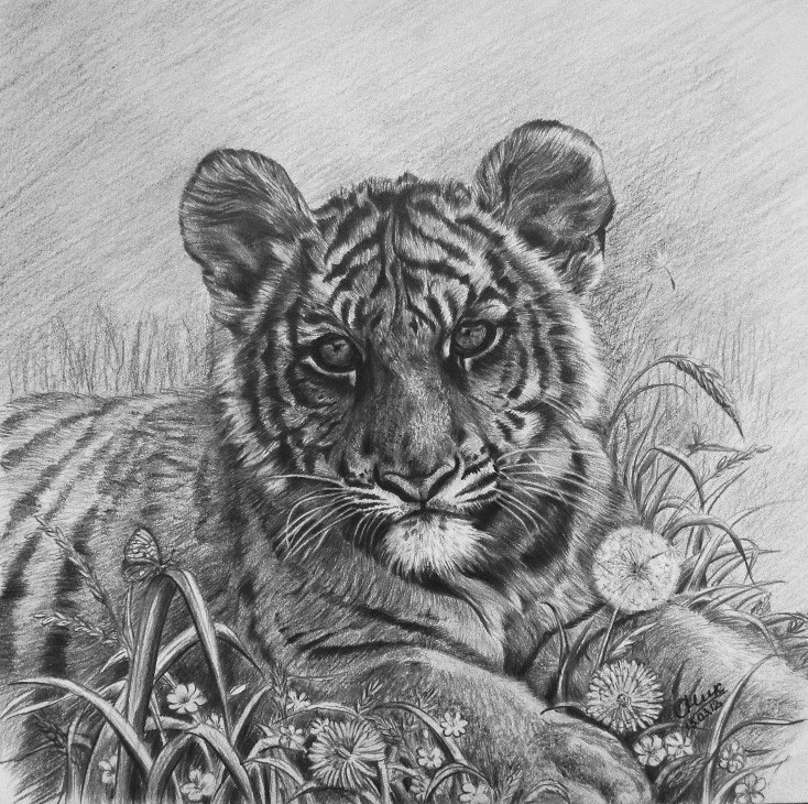 Tiger cub