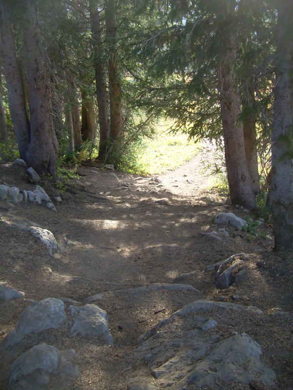 Dark Forest Trail 2