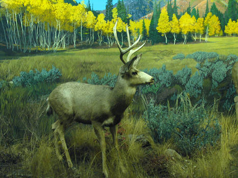 Mule Deer