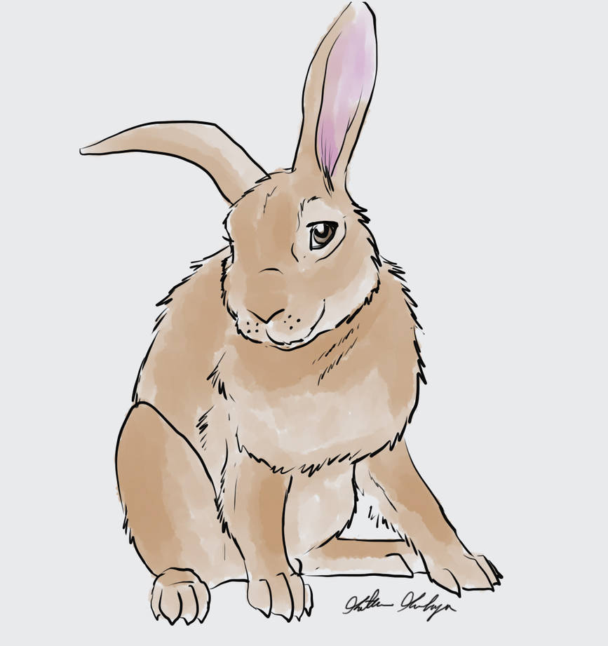 Rabbit by SlayerWolf on DeviantArt