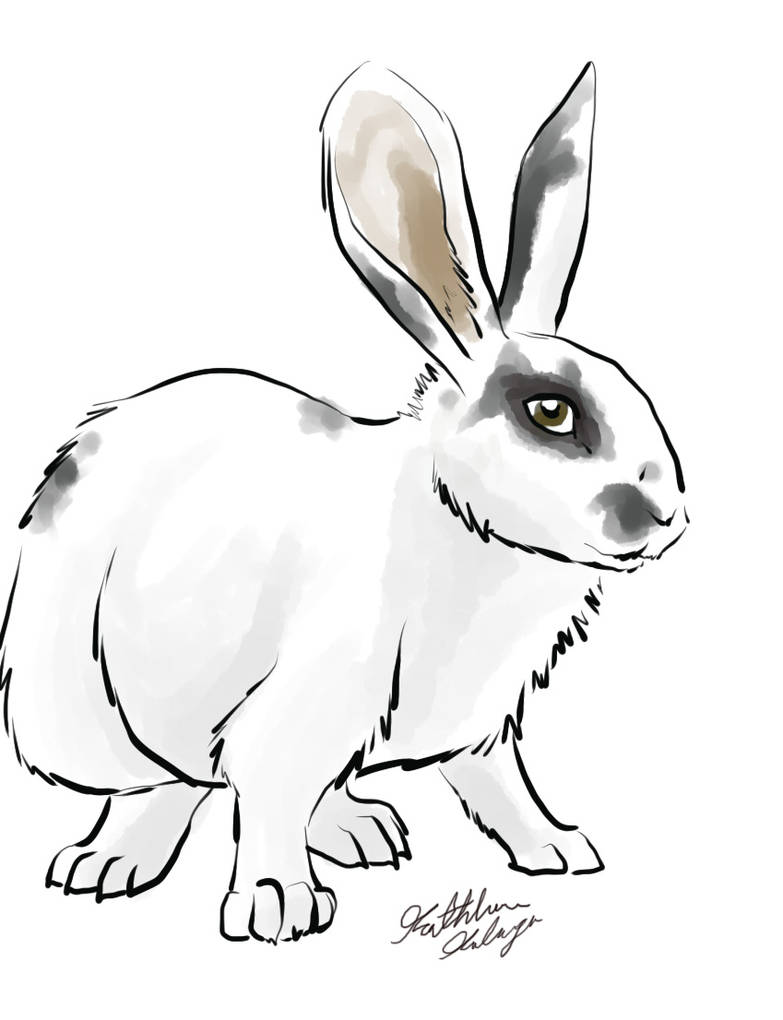 Splooted Rabbit Graphics Spotted Rabbit by SlayerWolf on DeviantArt