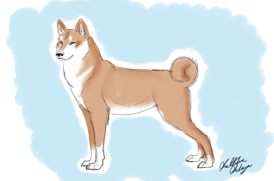 ShibaInu