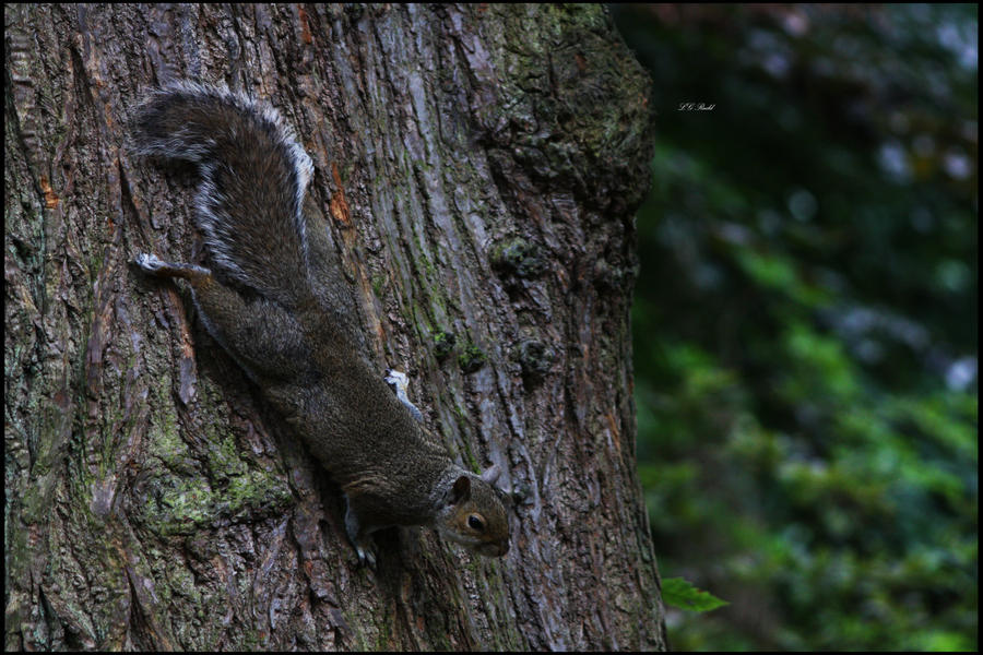 Descending Squirrel